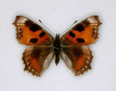 Aglais urticae aberration (Internet Image property of respective owner, non-commercial use only)
